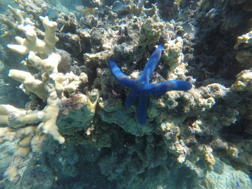 DCIM100GOPROG0257412.