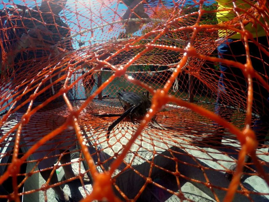 Robinson-Crusoe-Island-Mud-Crab-Catching-Tour-14